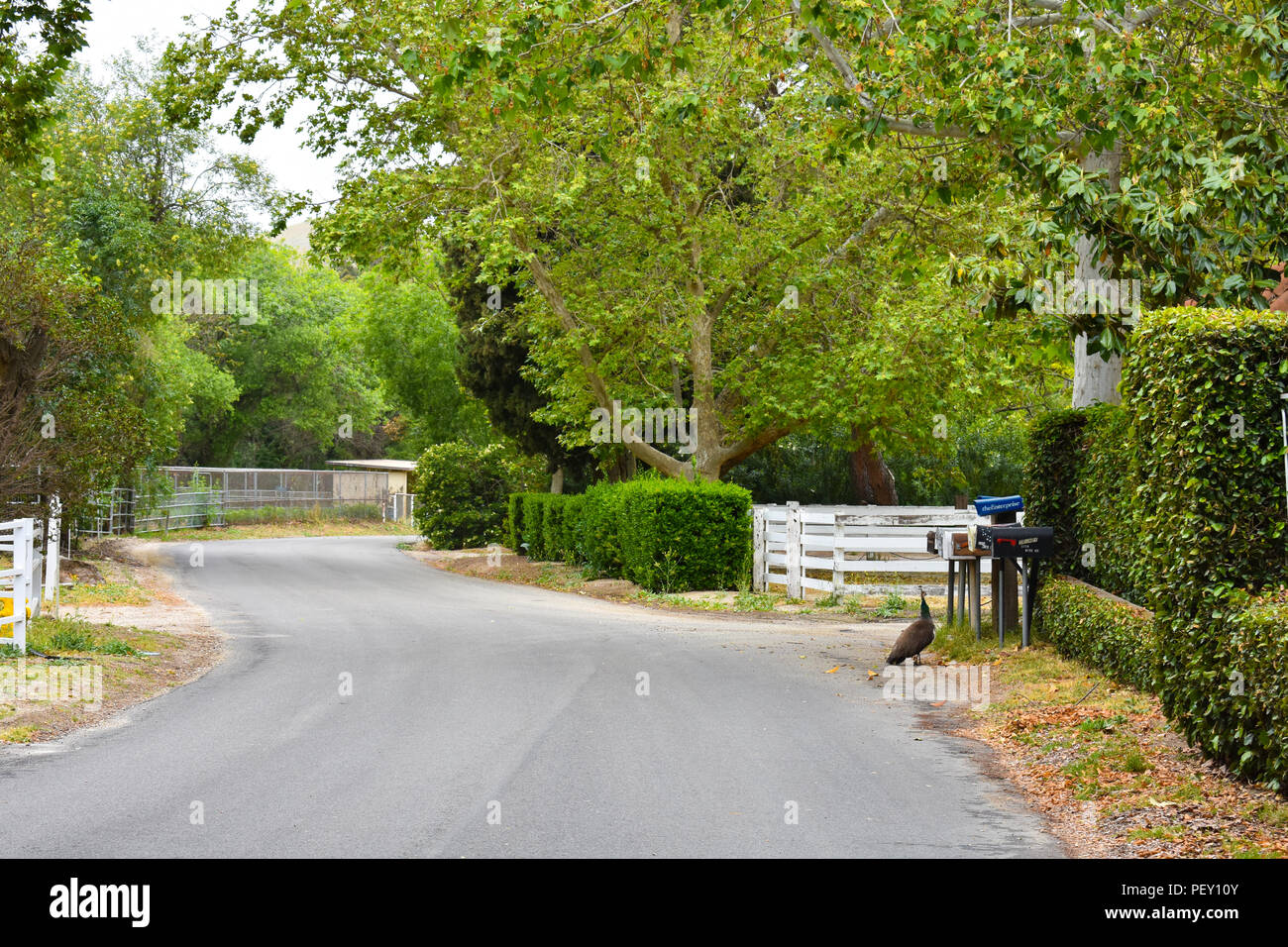 Simi Valley, ca. - Un quartier calme communauté isolée dans les contreforts de Simi Valley, ca. avec un paon le long de la route sinueuse. Banque D'Images