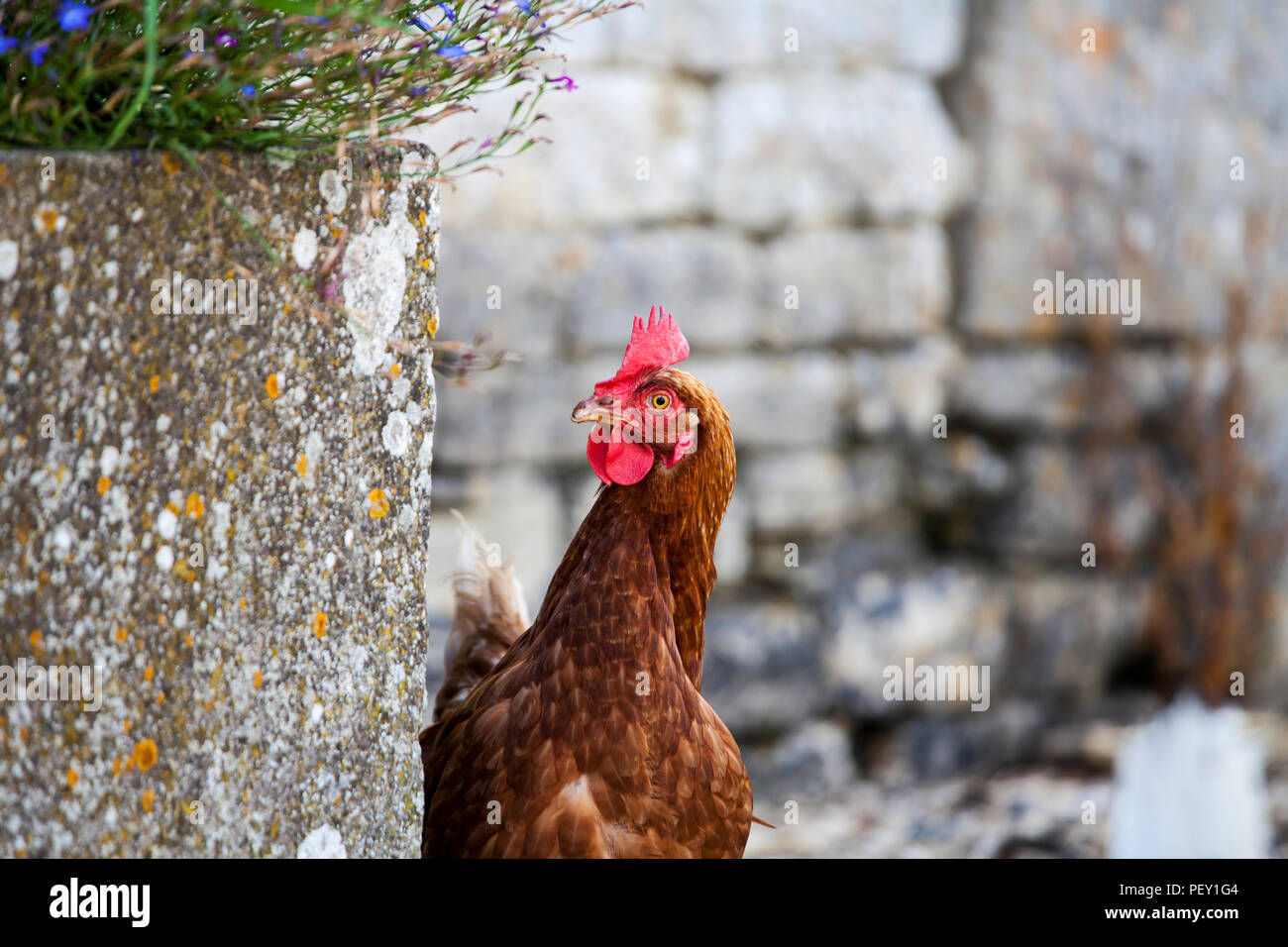 Poule marron sur la ferme Banque D'Images