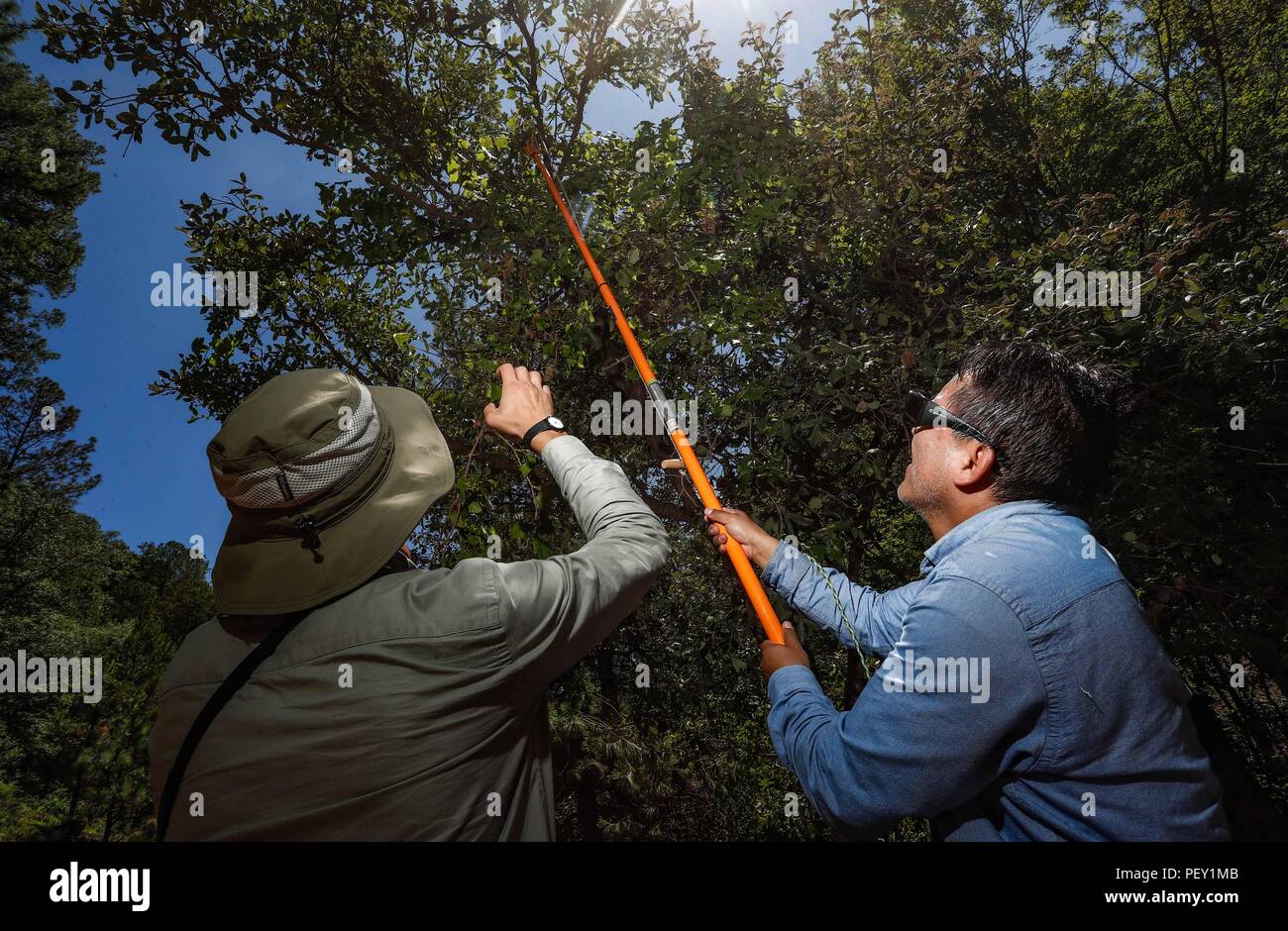 Feredico Fabriani, Royal Botanic Gardens, Kew. y Armando Ponche del FESI UNAM. durate la colecta de semillas de un arbo de uva silvestre. Botanica. ... Sunbags parrainé par Columbia, champ de vêtements. L'activité sur le terrain, champ champ vêtements, chapeau, chapeau de soleil, Columbia hat. Les hommes portant un chapeau, des vêtements de travail et accessoires pour le domaine, l'alpinisme et la randonnée, la chasse Vêtements, lumière du jour, journée ensoleillée... ................. ................. Découverte de Madrense GreaterGood Expedición ORG que recaba datos que sirven como información de referencia para entender mejor las relaciones biológicas del Archipié Banque D'Images