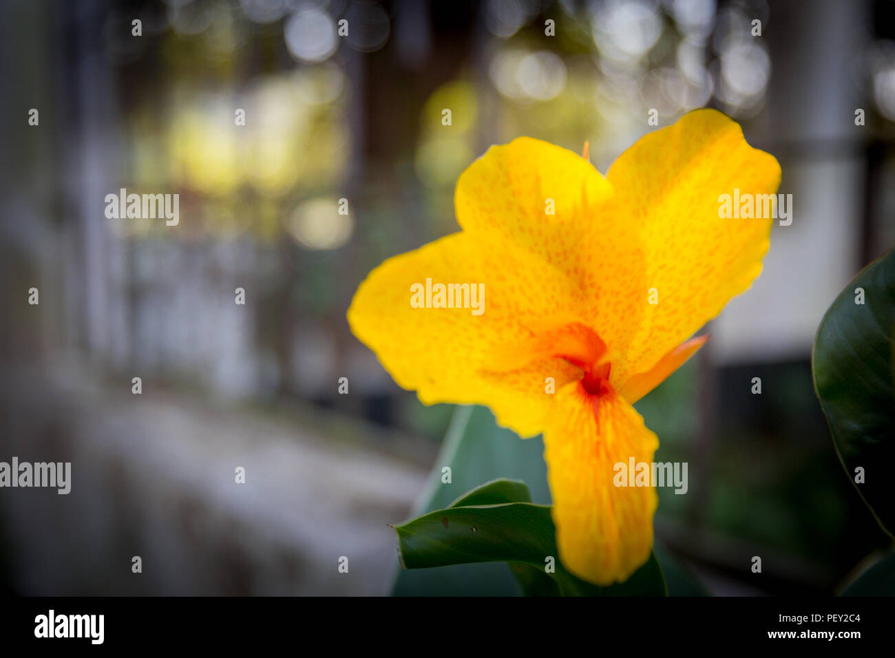 Fleurs Banque D'Images