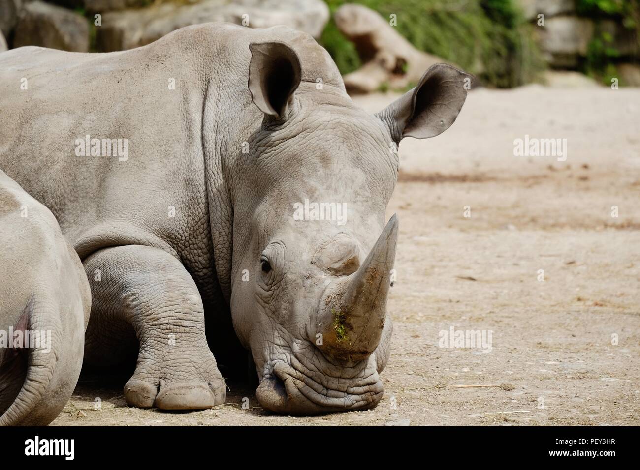 Grand rhino repose dans la chaleur de l'été, avec corne visible Banque D'Images