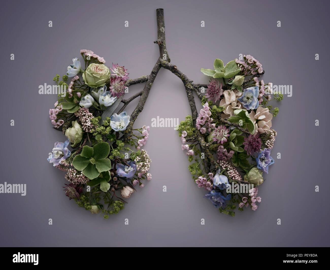 Les fleurs de printemps qui représente les poumons, studio shot conceptuel. Banque D'Images