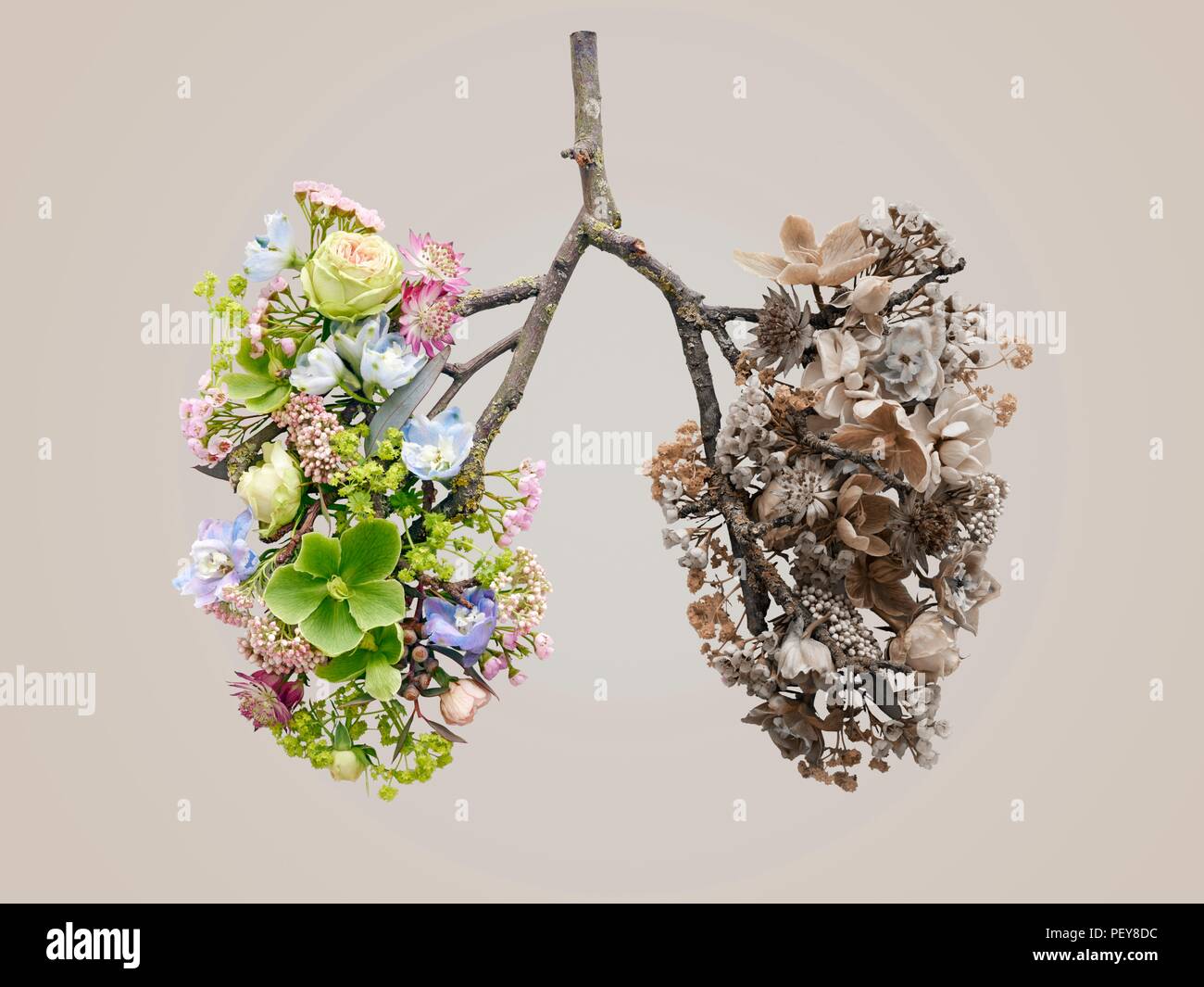 Les fleurs de printemps qui représente les poumons, studio shot conceptuel. Banque D'Images