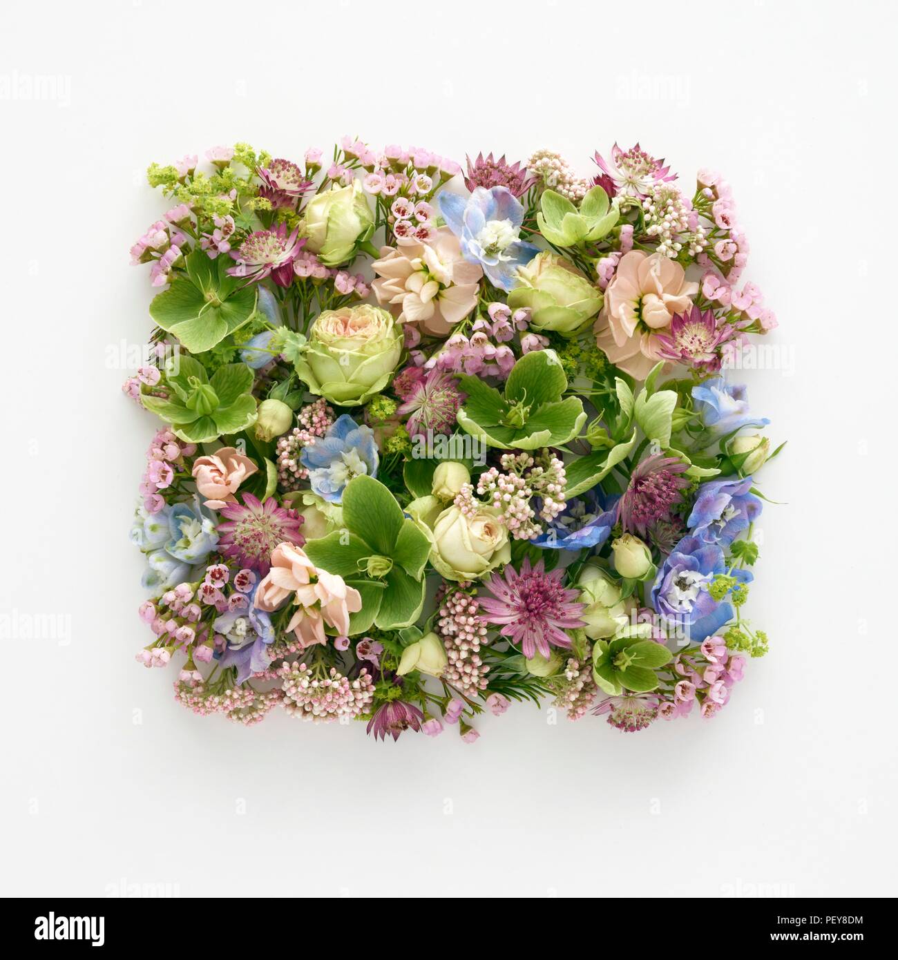 Les fleurs de printemps dans la région de forme carrée, studio shot. Banque D'Images
