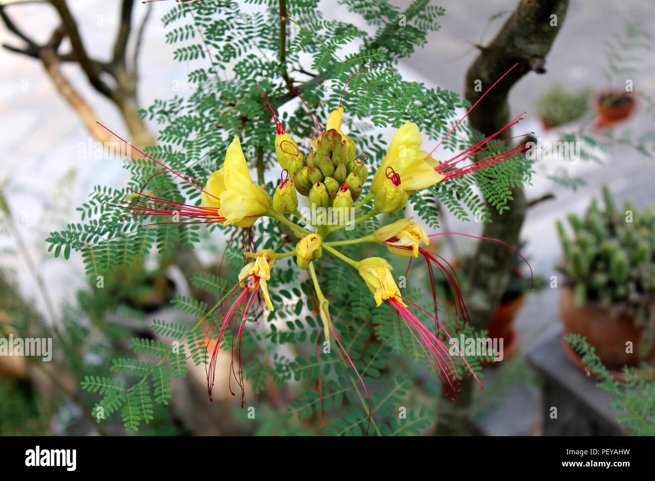 Oiseau Du Paradis Larbuste Ou Erythrostemon Ou Caesalpinia
