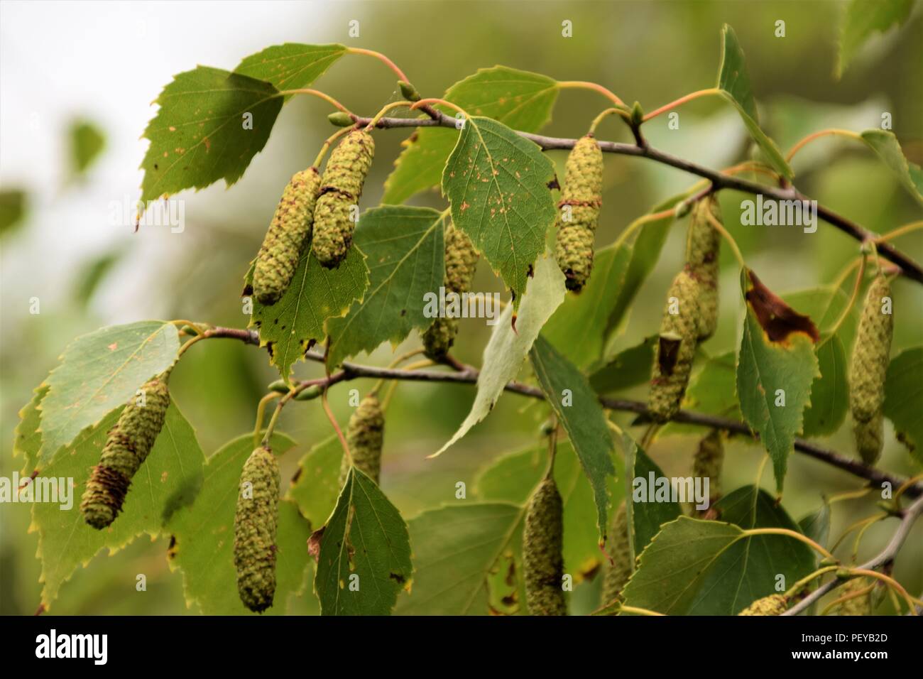 Arbre branche close up Banque D'Images