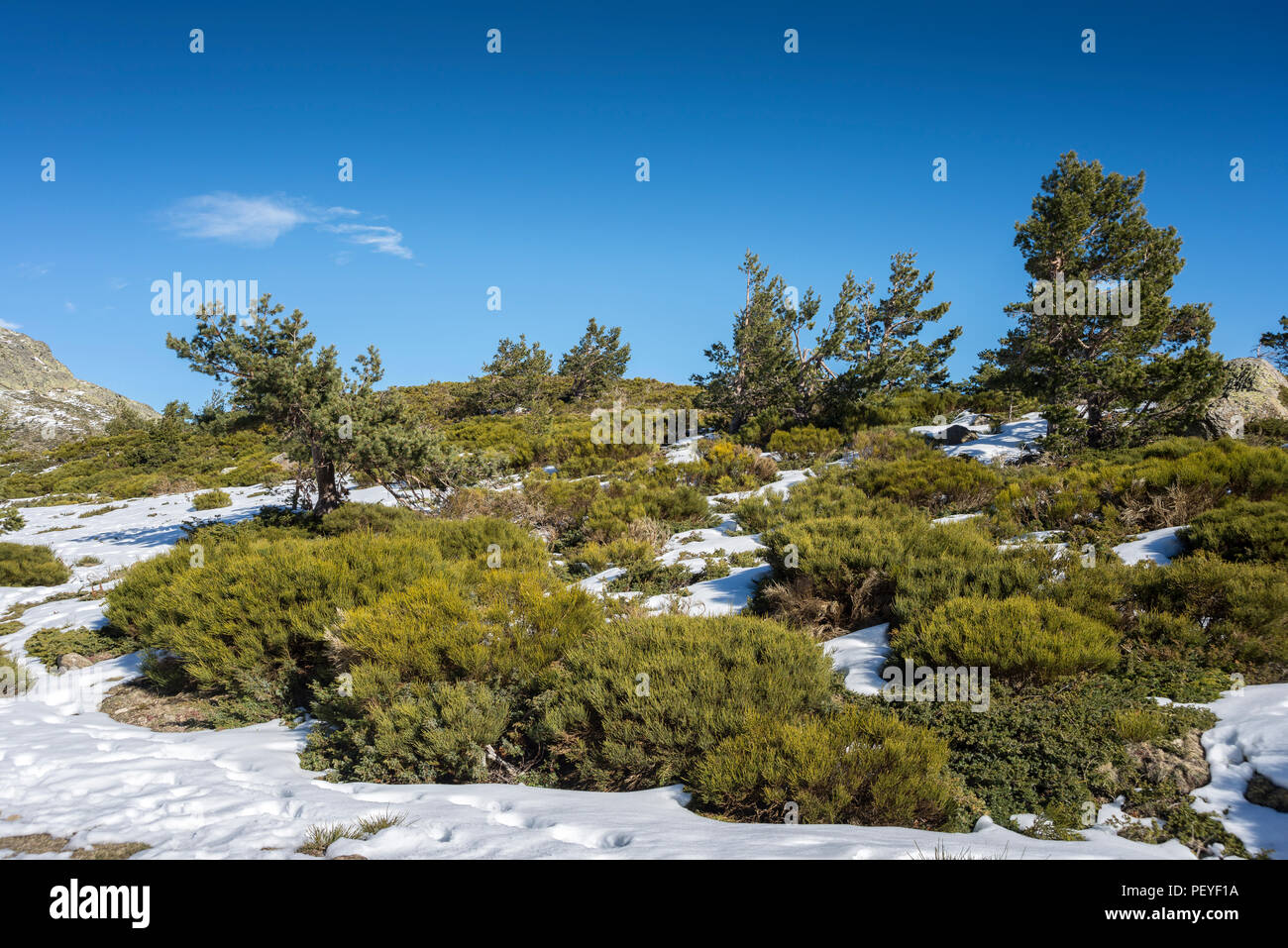 Broussailles rembourré (Juniperus communis subsp. alpina et Cytisus oromediterraneus) dans la municipalité de Salamanque, à côté de Penalara Lagoon, en Guad Banque D'Images