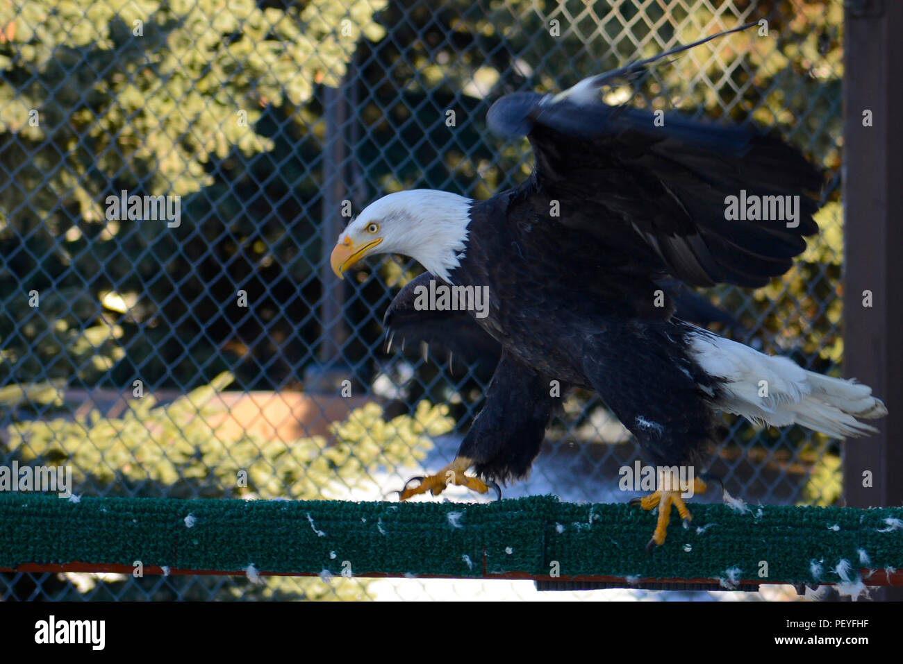 Aile encoche, un pygargue à tête blanche, marche à travers un perchoir dans une cage d'affichage à l'Yukla Memorial at Joint Base Elmendorf-Richardson, le 9 février 2016. En fonction de l'Alaska Department of Fish and Game, les aigles sont plus abondants en Alaska que partout ailleurs aux États-Unis. (U.S. Air Force photo par Airman Valerie Monroy) Banque D'Images