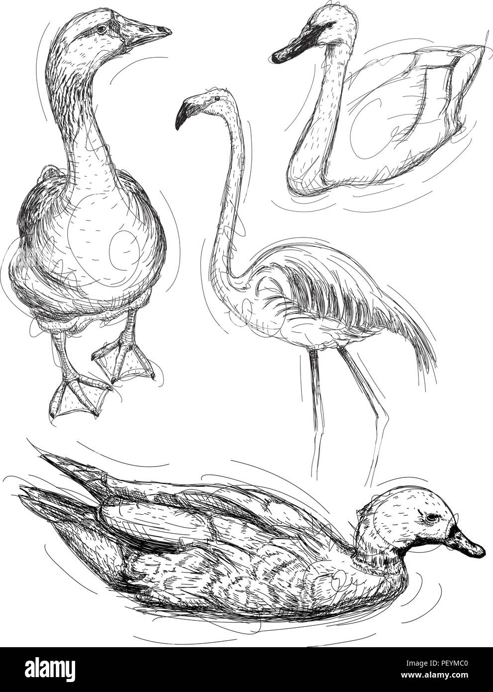 Croquis d'oiseaux d'eau. Une oie dessiné à la main, Swan, flamand rose, et un canard. Illustration de Vecteur