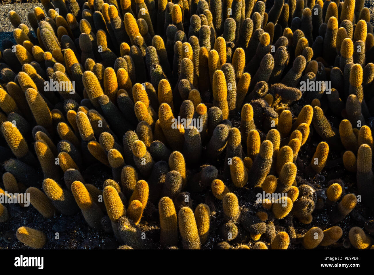 Cactus Brachycereus nesioticus (lave) une coulée de lave noire de plus en colonisateur rock dans les îles Galapagos, en Équateur. Banque D'Images