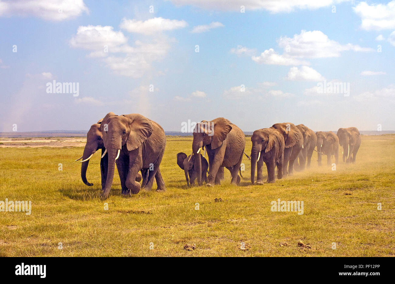 Bush africain ou de l'éléphant d'éléphant africain (Loxodonta africana) troupeau à Samburu, Kenya Banque D'Images