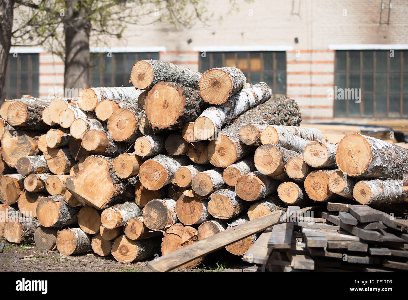 Sciage dans une usine de transformation du bois de l'industrie du bois. Banque D'Images