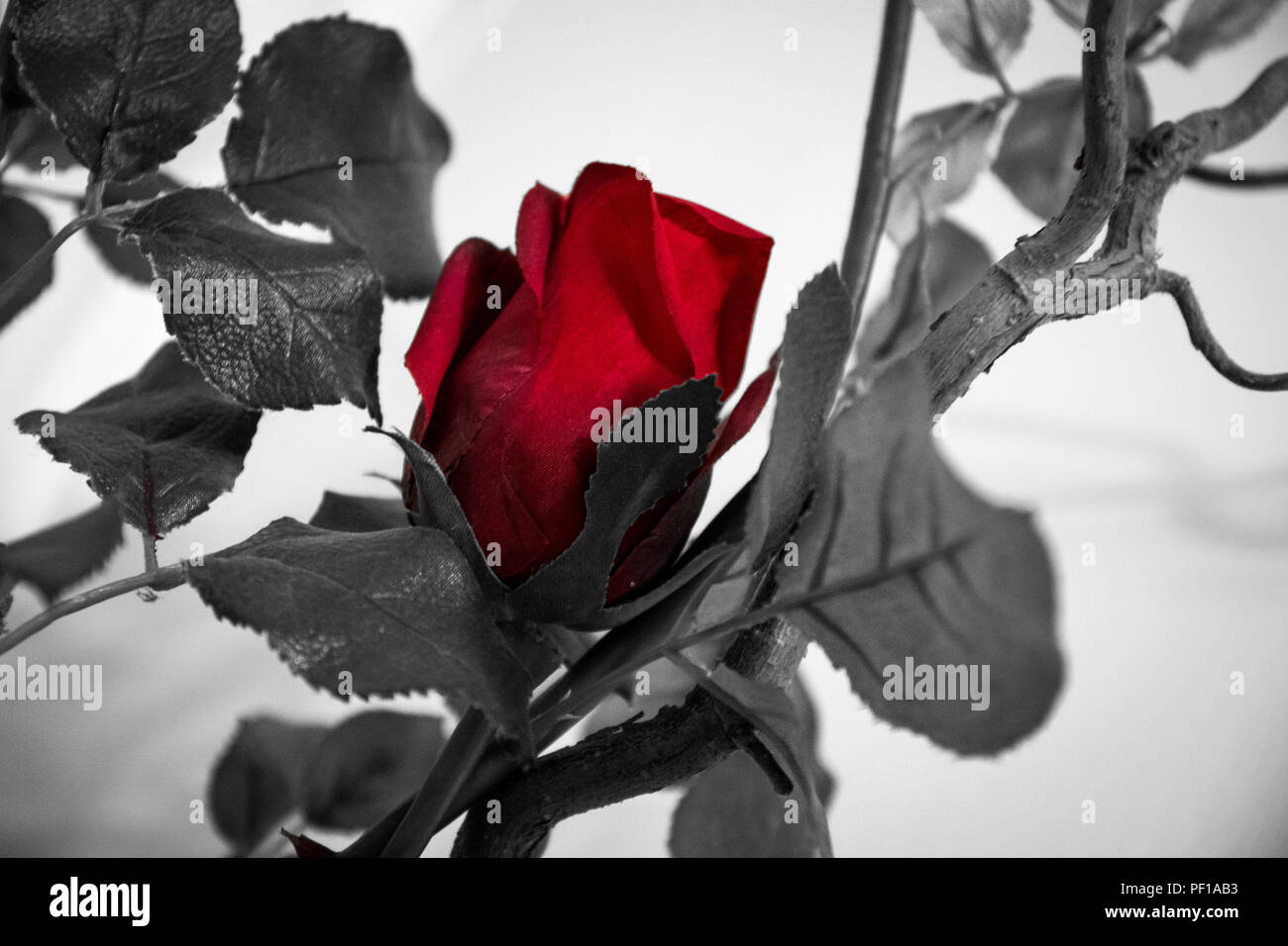 Rose rouge avec fond noir et blanc Photo Stock Alamy