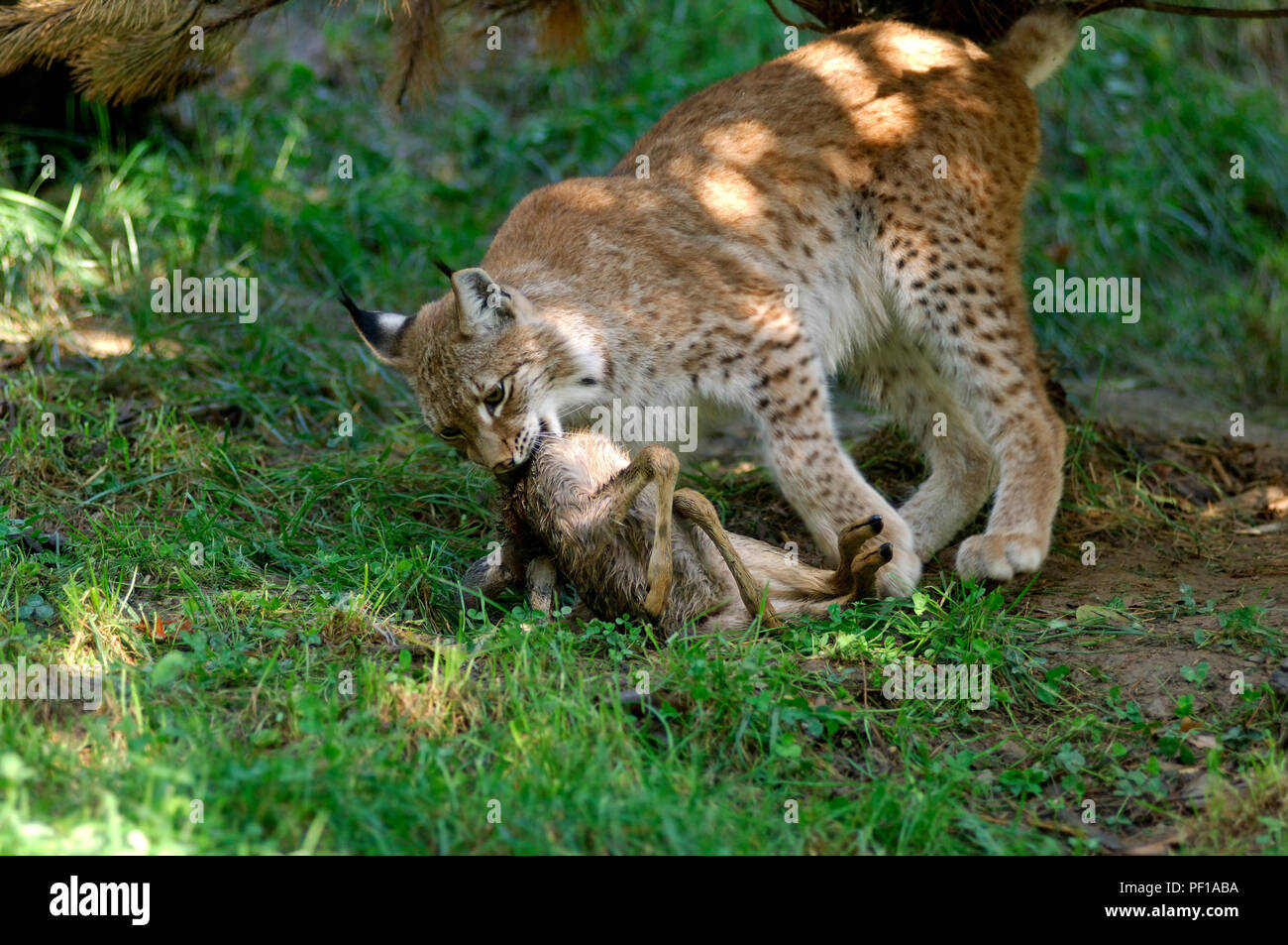 Lynx - attraper une proie - faon de chevreuil (Lynx lynx) Le lynx boréal Banque D'Images