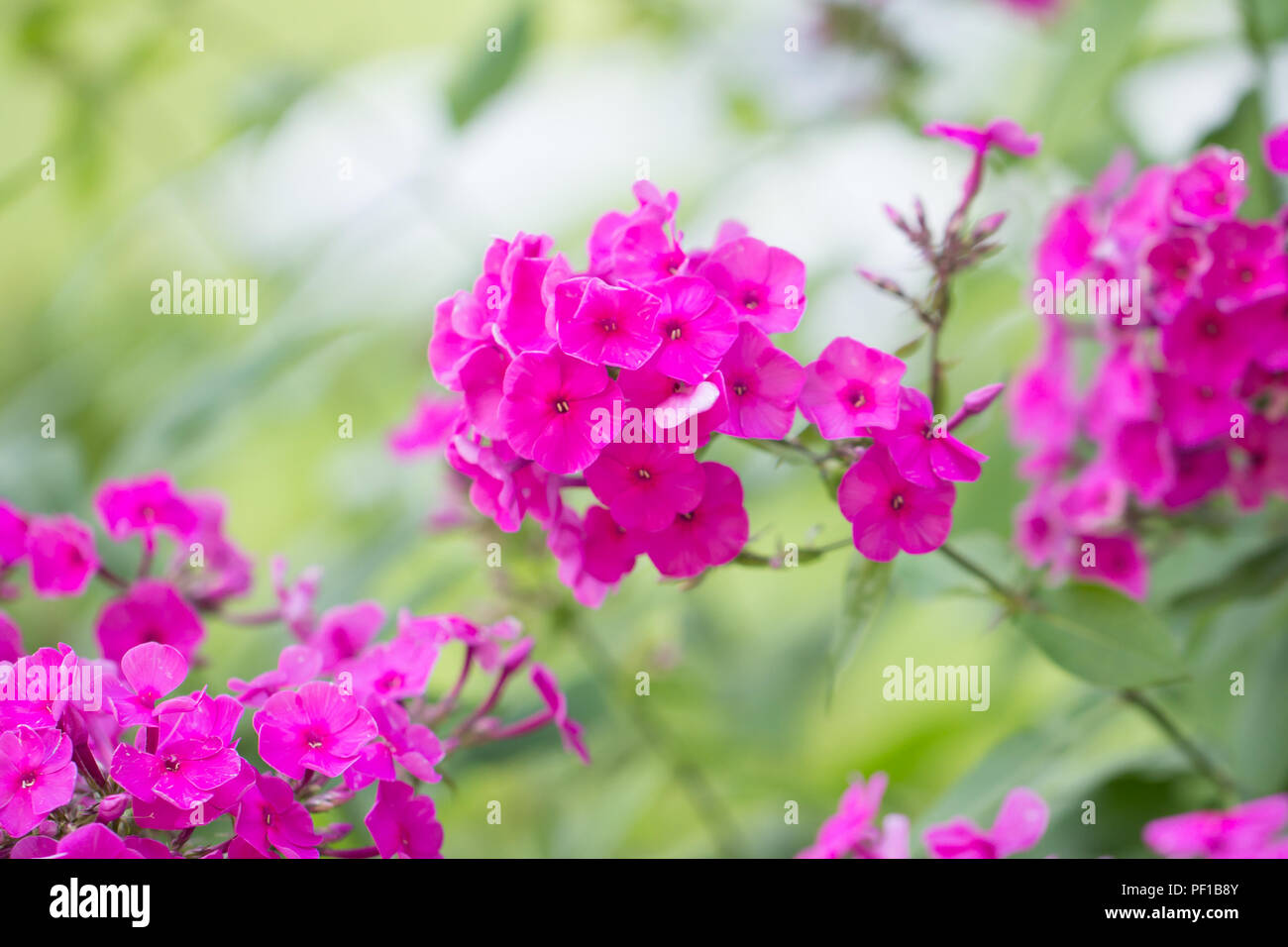 Fleurs roses en jardin Banque D'Images