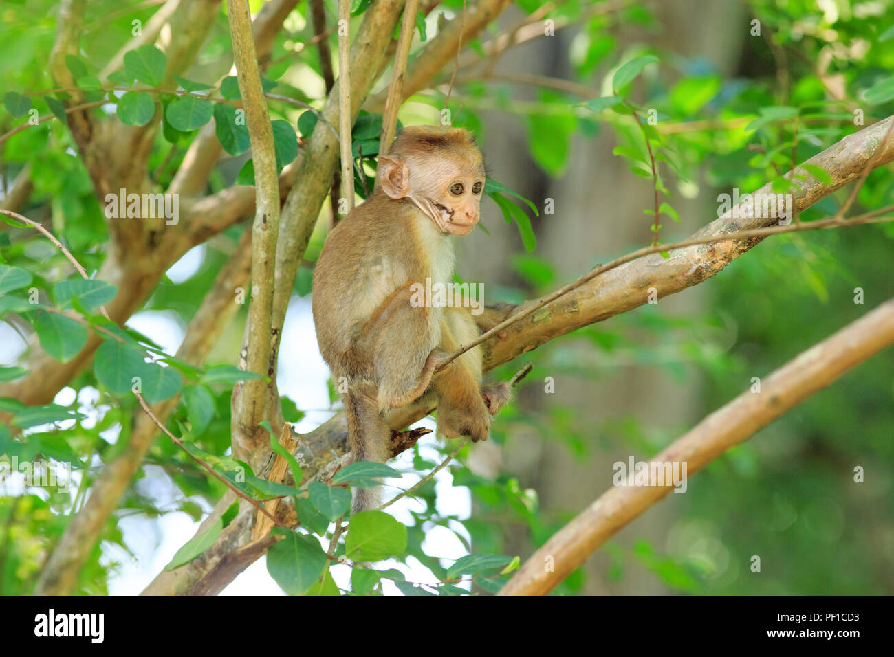Portrait bébé macaque sur une branche d'arbre. Sri Lanka Banque D'Images