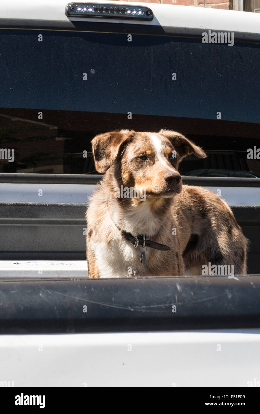 Cute Mixed Breed Dog ferme à l'arrière du camion, MA, USA Banque D'Images