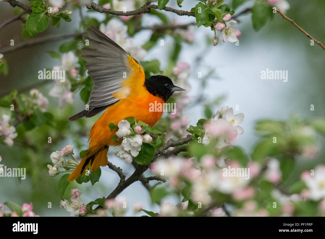 L'Oriole de Baltimore homme prend son envol à fleurs de pommier qui • ma cour, Navarin, NY • 2018 Banque D'Images