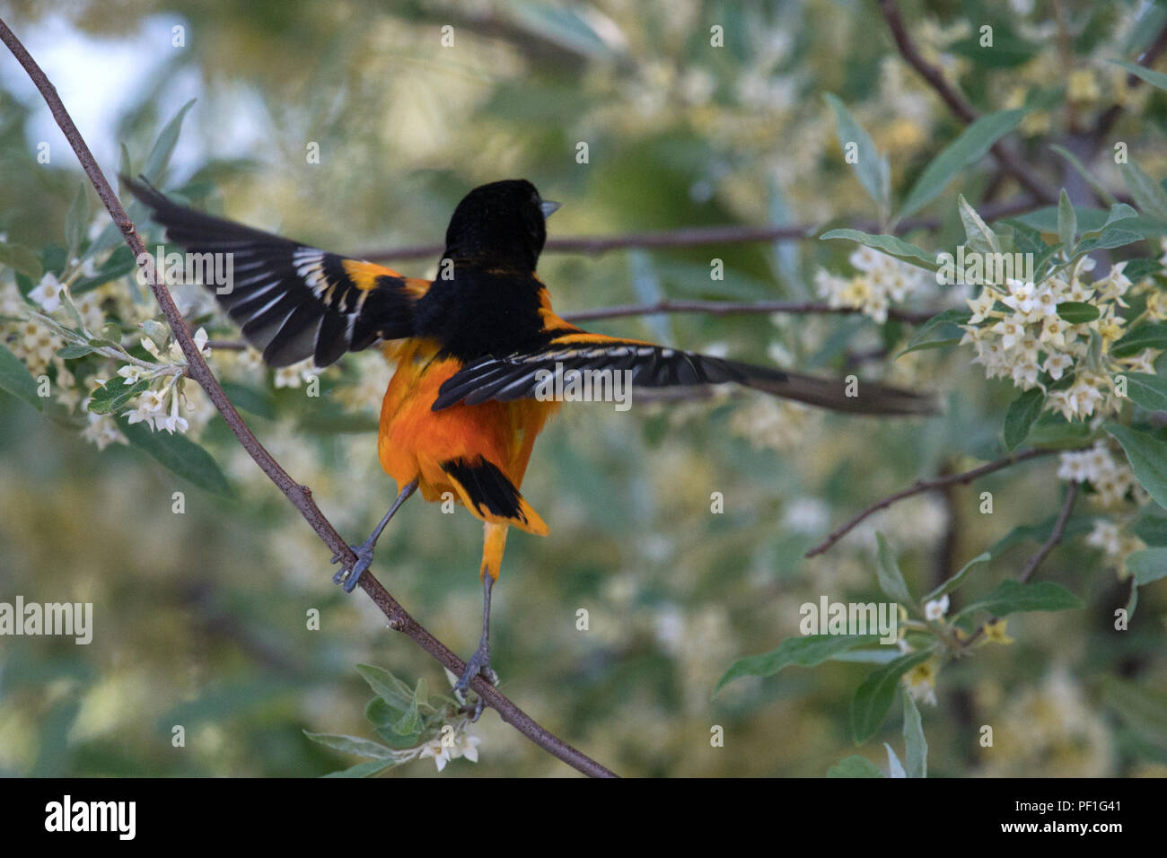 L'Oriole de Baltimore ascenseurs mâle ailes pour voler d'arbres en fleurs en • Westander • 2018 Domaine de la faune des marais Banque D'Images