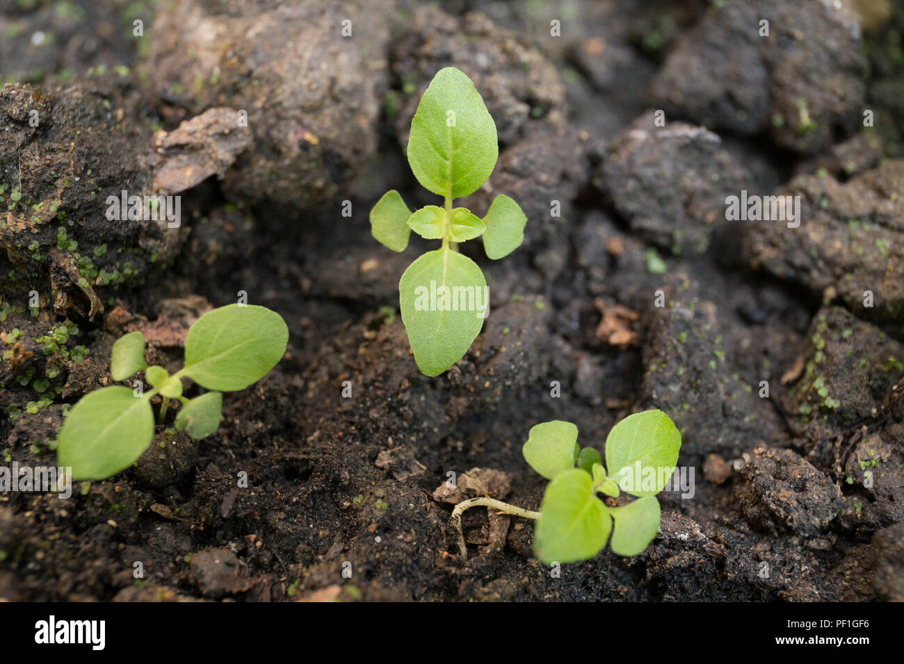 Les jeunes plantes qui poussent dans le sol dans la nature et de la lumière du soleil Banque D'Images