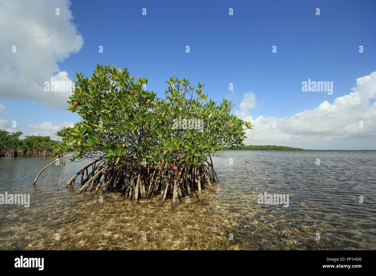 Les palétuviers rouges très peu profondes dans la zostère appartements en carte son, juste à l'ouest de Key Largo, en Floride. Banque D'Images