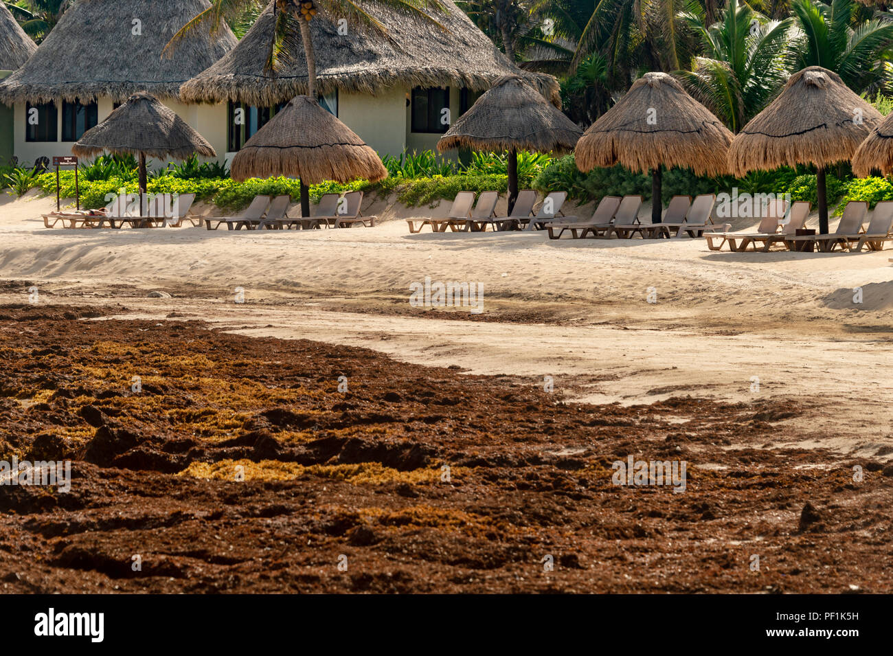 Tulum, Mexique - 13 août 2018 : chaises longues vide car les touristes restant loin d'une plage envahie par les algues Sargasses. Banque D'Images