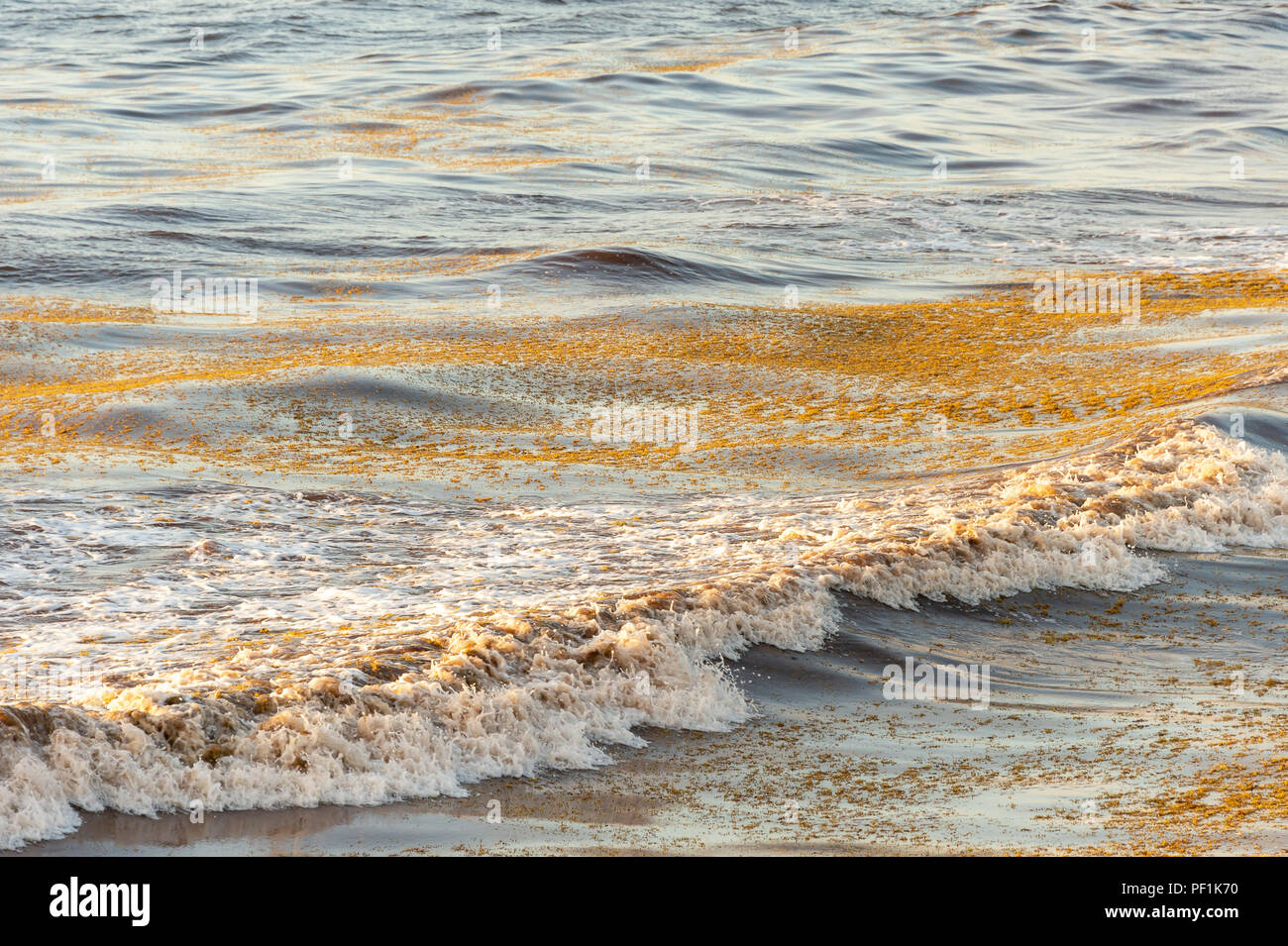 Patch algues Sargassum flottant sur l'eau à Tulum, Mexique. Banque D'Images