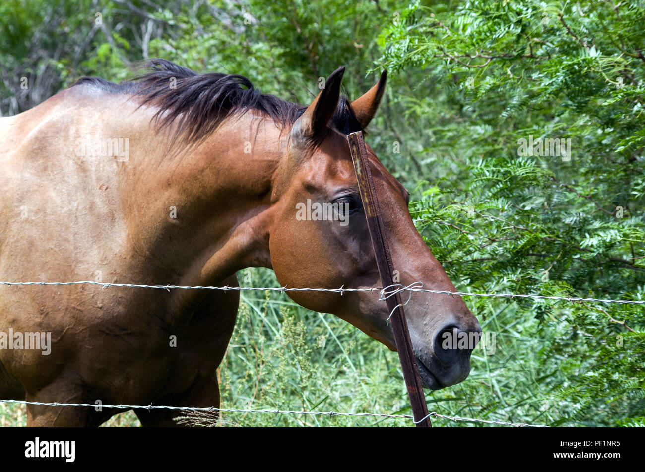 La baie d'un cheval avec une posture curieux derrière les barbelés fencing.photographié sur un lot non développées dans la banlieue de Corpus Christi, Texas USA. Banque D'Images