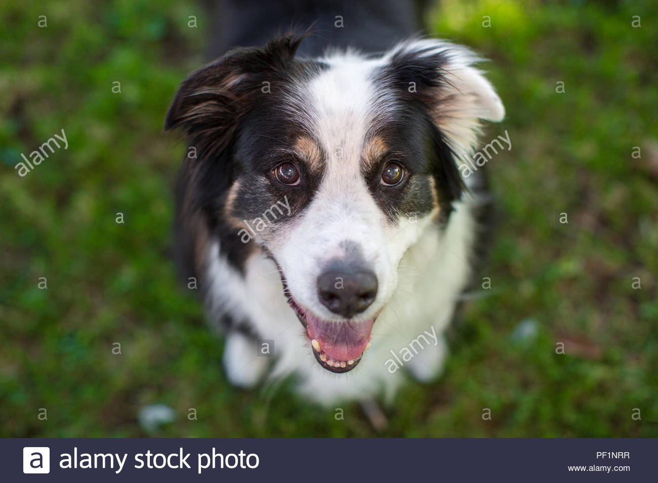 Close Up Du Noir Et Blanc Chien Berger Australien Avec