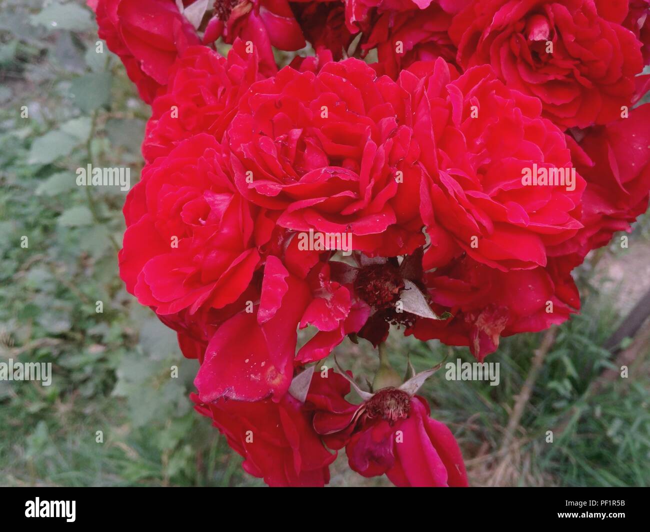Belles fleurs rose rouge en fleurs dans le jardin en été Banque D'Images