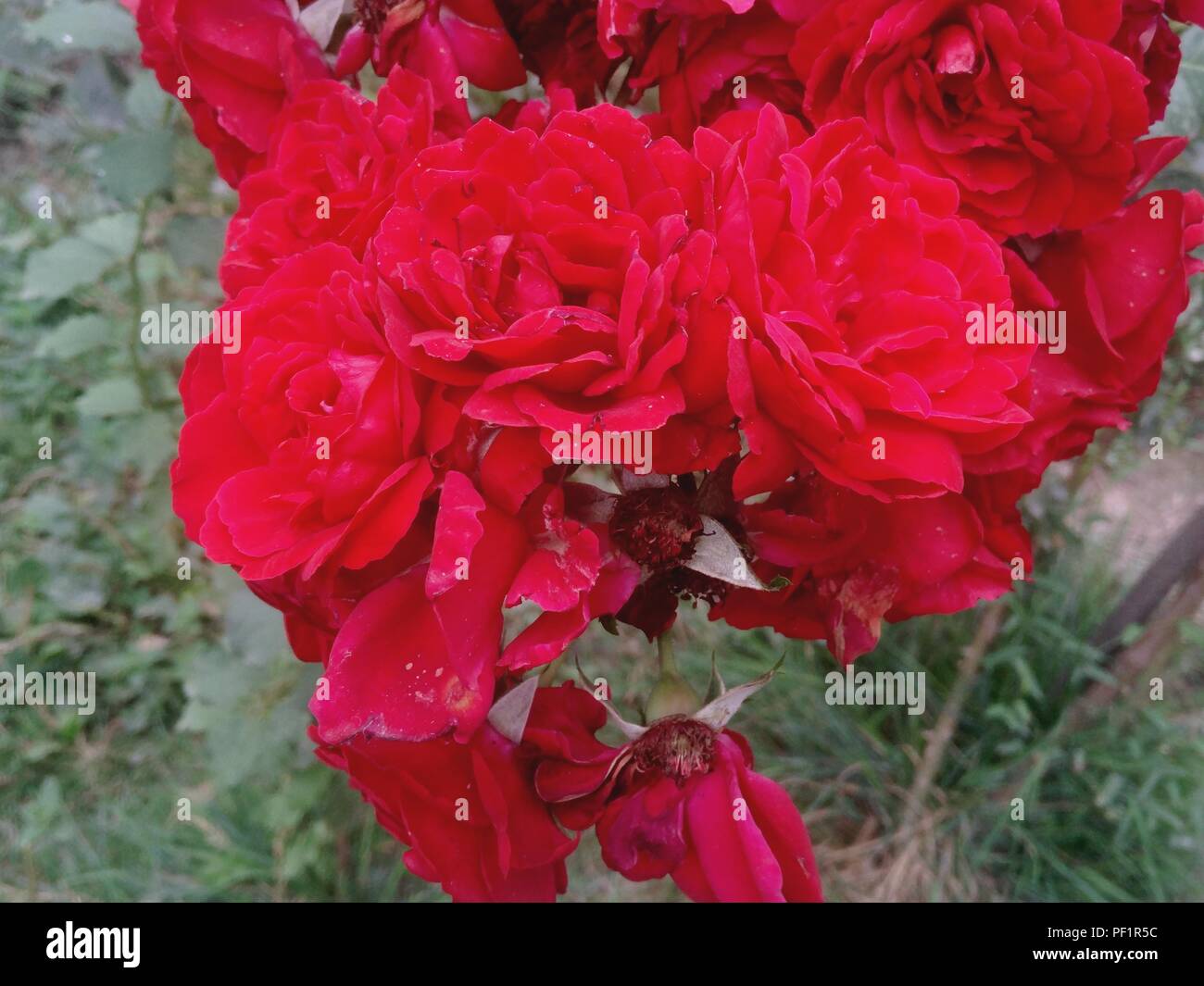 Belles fleurs rose rouge en fleurs dans le jardin en été Banque D'Images