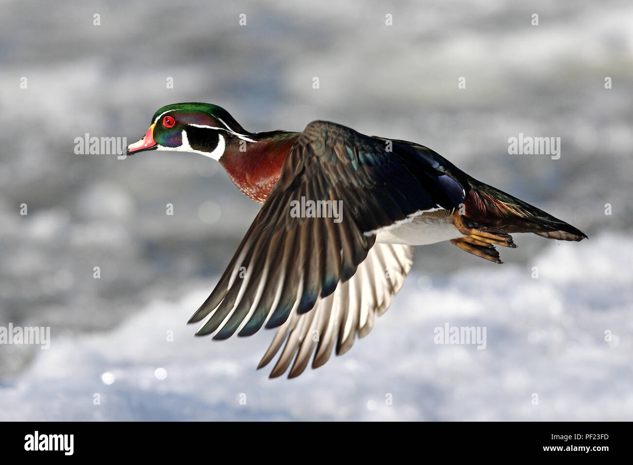 Un mâle de canard en bois (Aix sponsora) avec des ailes colorées qui survolent la neige d'hiver à Ottawa, Canada Banque D'Images