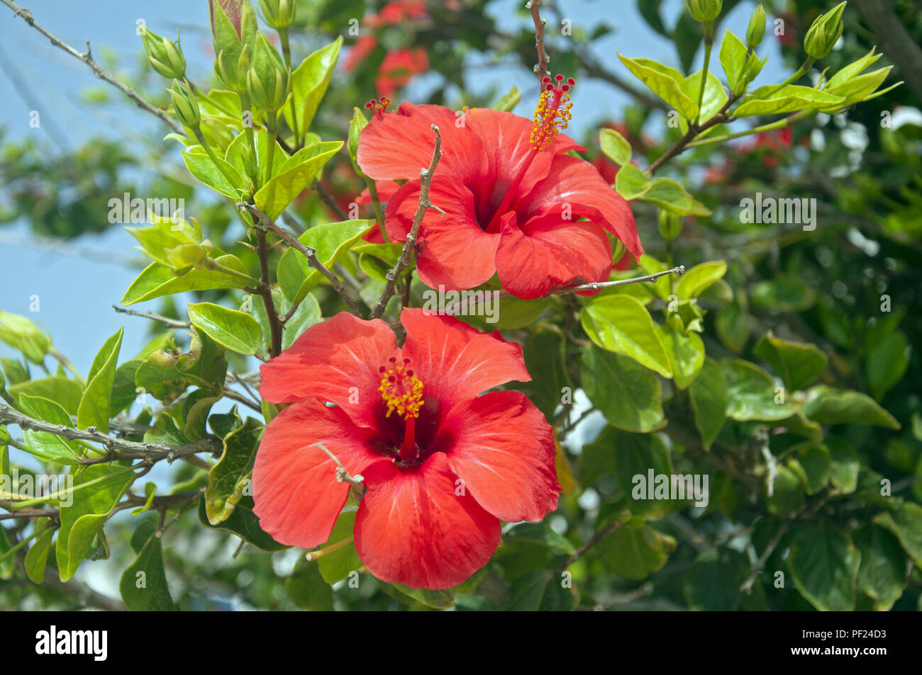 Deux grosses fleurs rouge sur l'arbre d'hibiscus, l'été, l'Espagne Banque D'Images