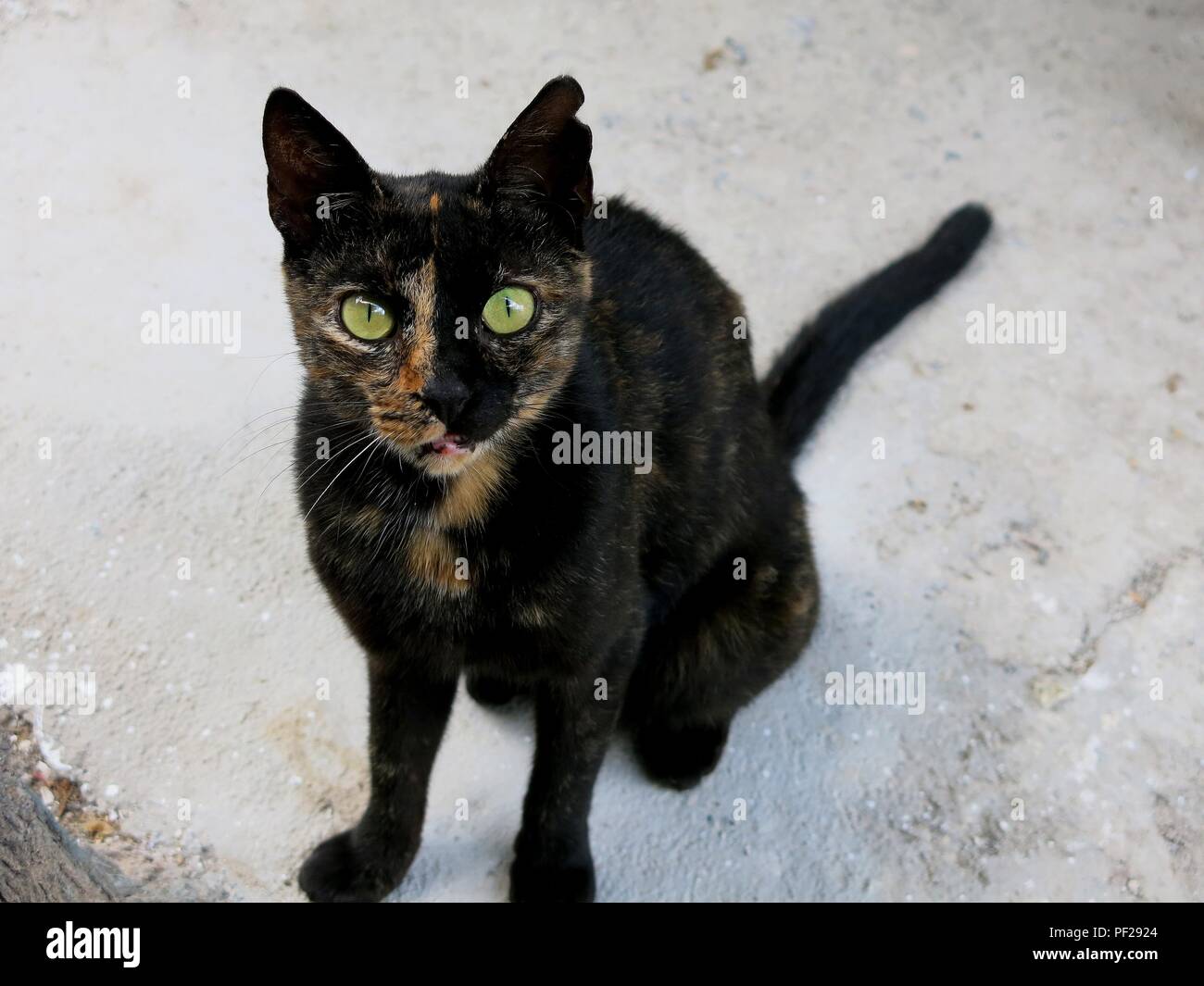 Beau chat de gouttière. Banque D'Images