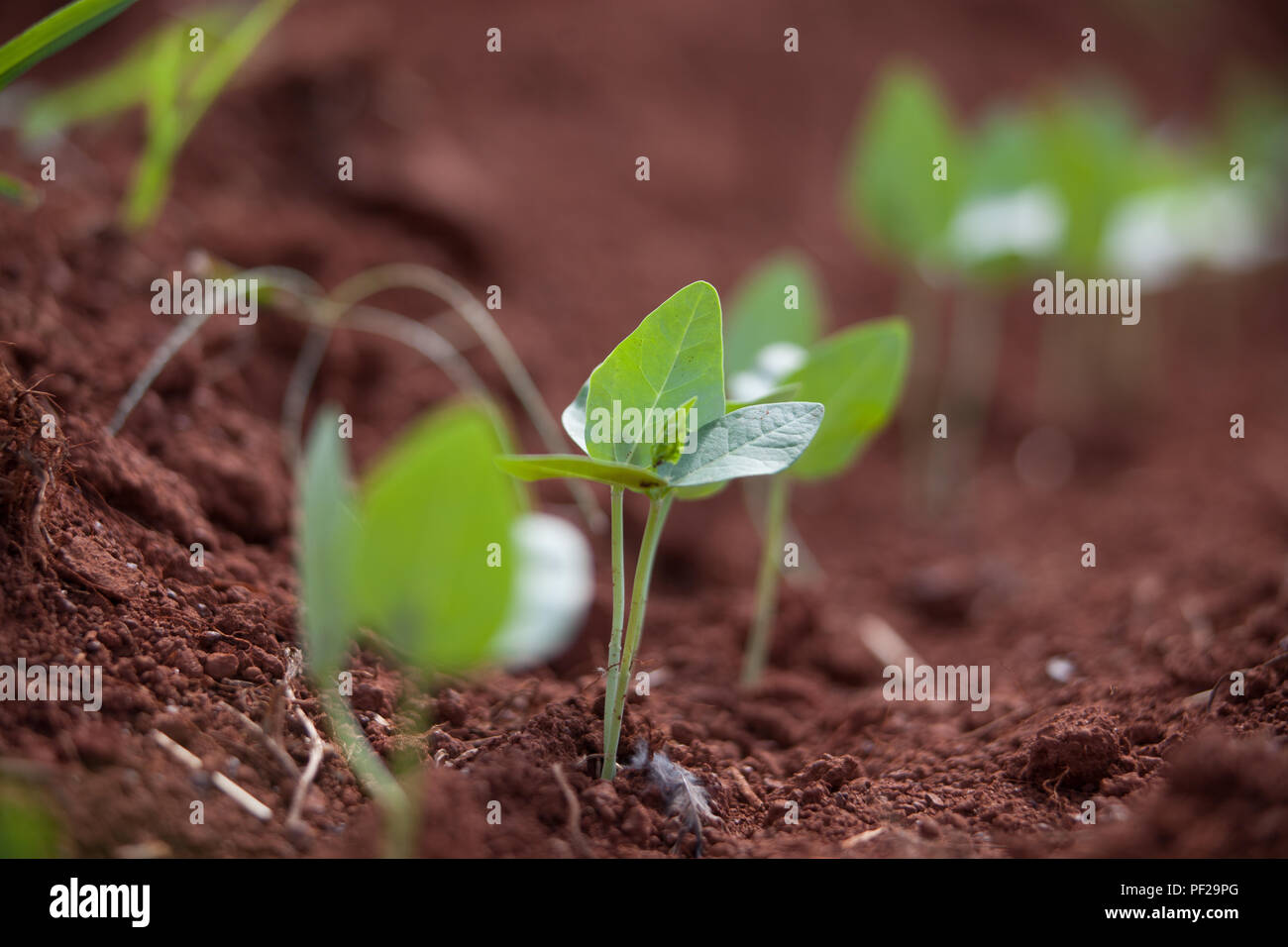 Le tracteur tirant une équipe de Black Eyed pea pickers Banque D'Images