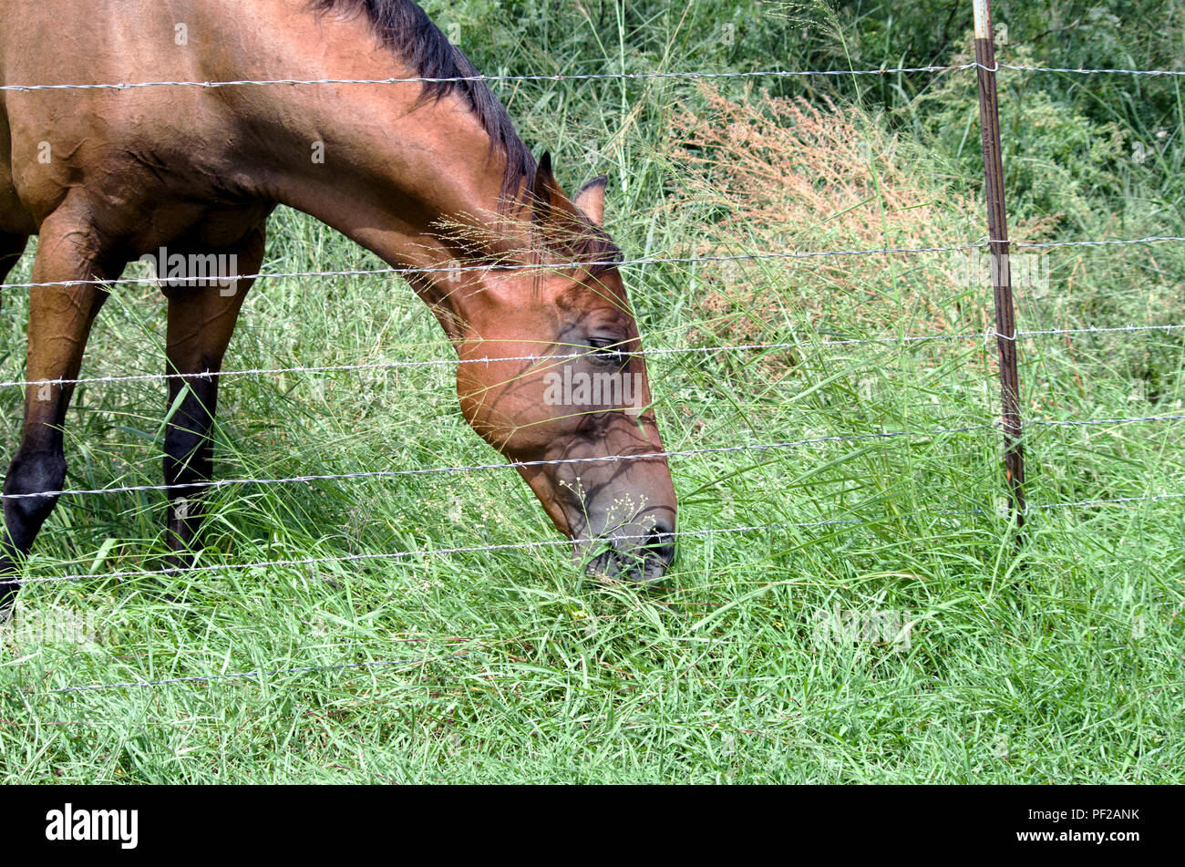 Un cheval broute paisiblement sur la baie d'herbe Johnson à l'intérieur de barbelés des clôtures. Photographié sur un lot non développées dans la banlieue de Corpus Christi, Texas USA. Banque D'Images