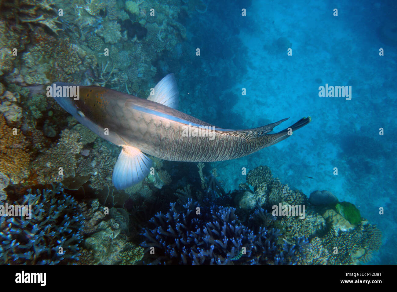 Grand napoléon (Cheilinus undulatus) montrant les détails des nageoires pectorales, Moore Reef, Grande Barrière de Corail, près de Cairns, Queensland, Australie Banque D'Images
