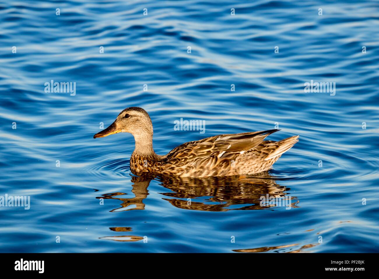 Brown duck natation sur l'eau bleue Banque D'Images Brown duck natation sur l'eau bleue Banque D'Images