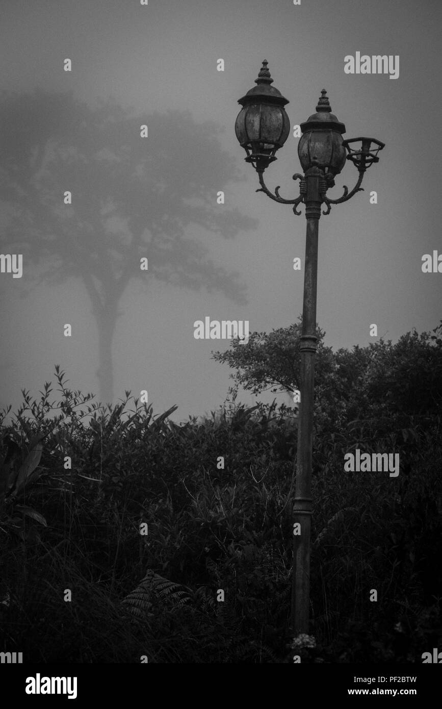 Rusty Old abandoned lanternes rue perdu dans la forêt tropicale Banque D'Images