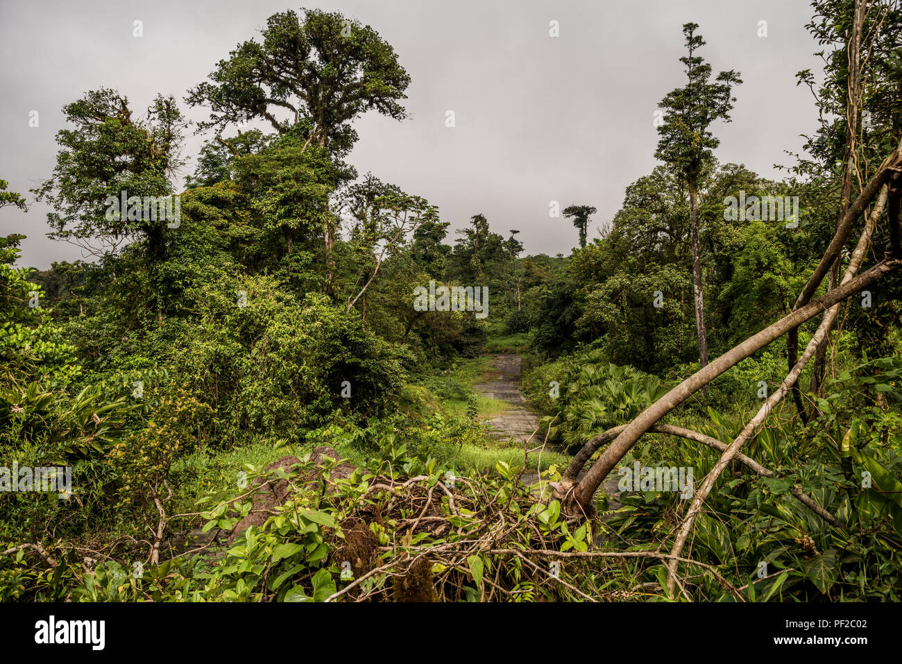 Perdu dans la jungle de la rue envahie par la végétation verte Banque D'Images