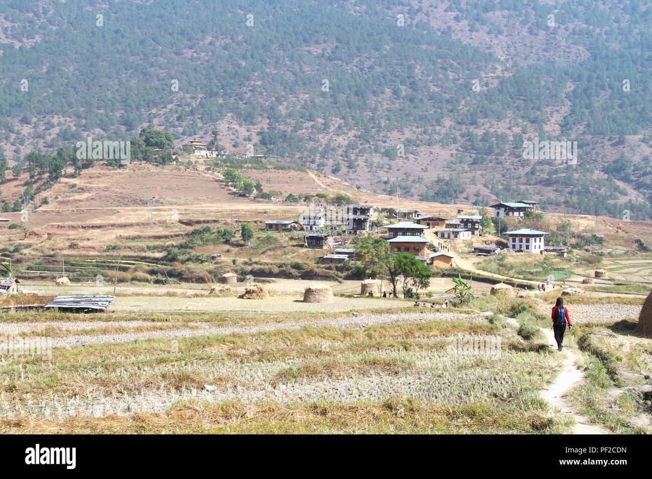 Les touristes en se promenant dans les rizières après la récolte en direction de Chimi Lakhang carillon ou Lhakhang temple, monastère bouddhiste dans le district de Punakha, Bhoutan Banque D'Images
