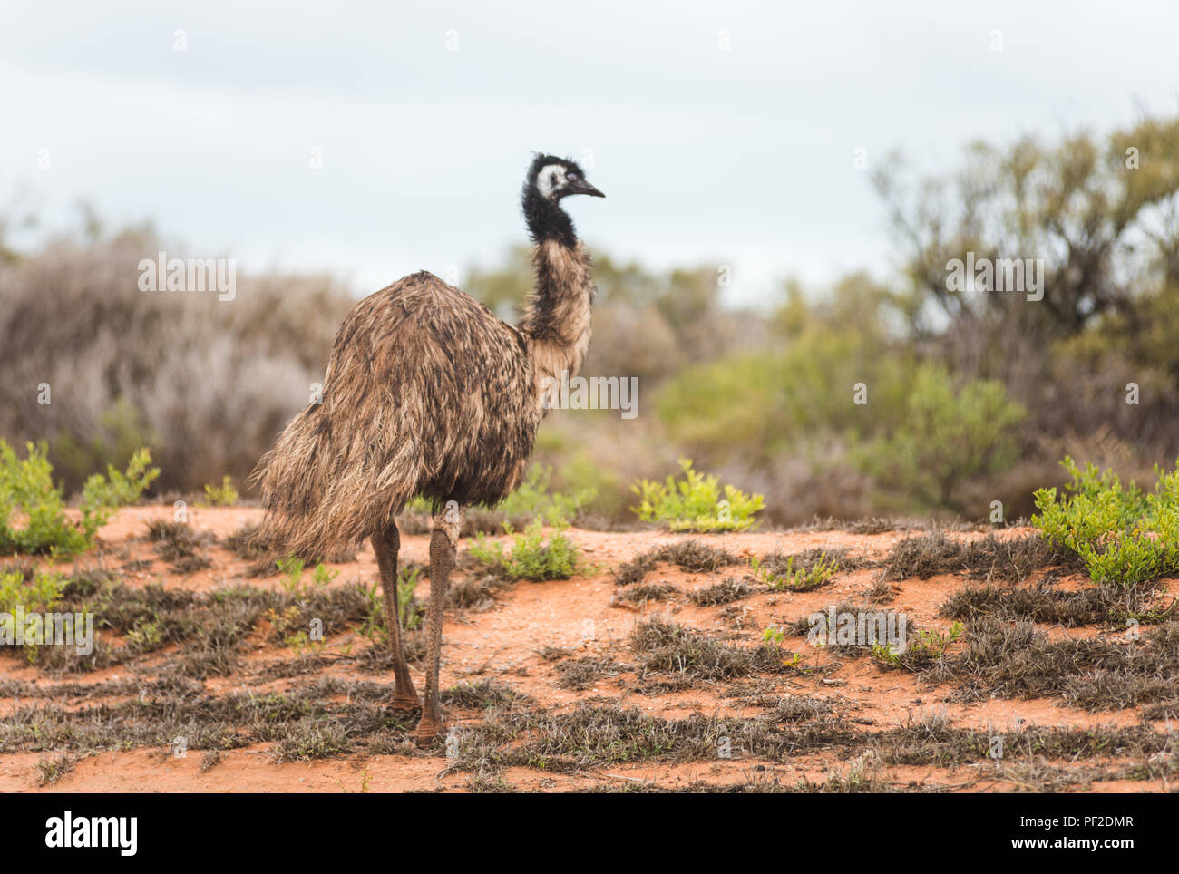 Noveahollandia, Emu dromaius, debout dans la brousse, dans l'ouest de l'Australie, Océanie Banque D'Images