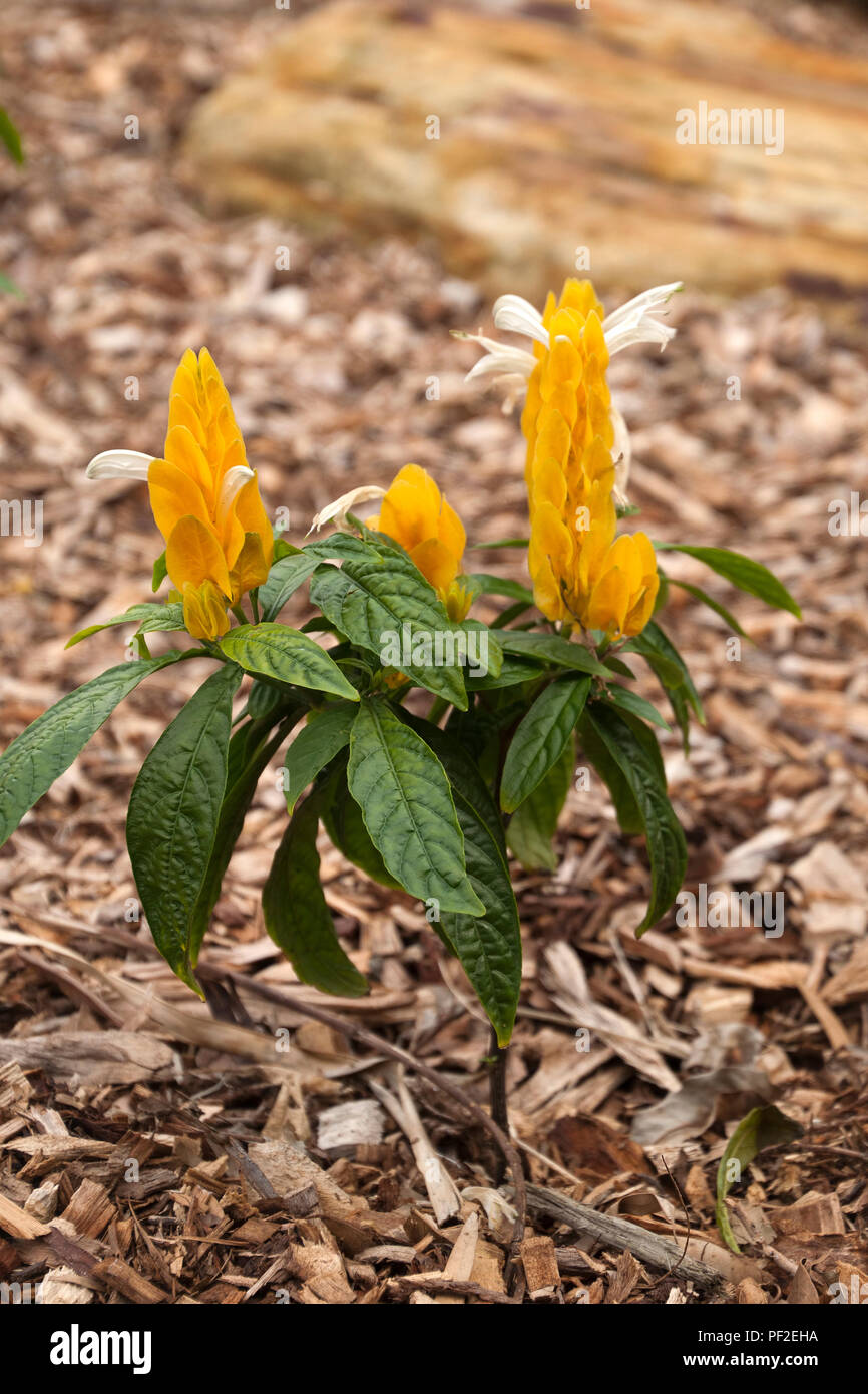 Sydney, Australie, la floraison des plantes de sucette jaune Banque D'Images