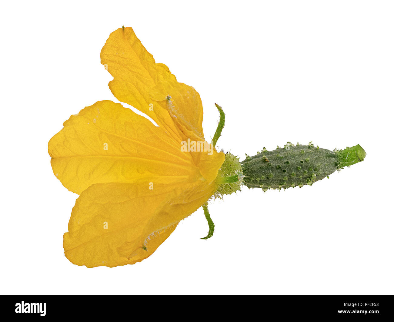 Fleur de concombre isolé sur fond blanc Banque D'Images