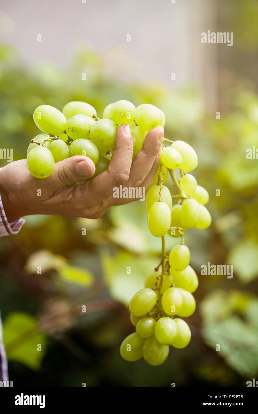 La récolte des raisins. Les agriculteurs les mains avec raisins blancs fraîchement récolté. Banque D'Images