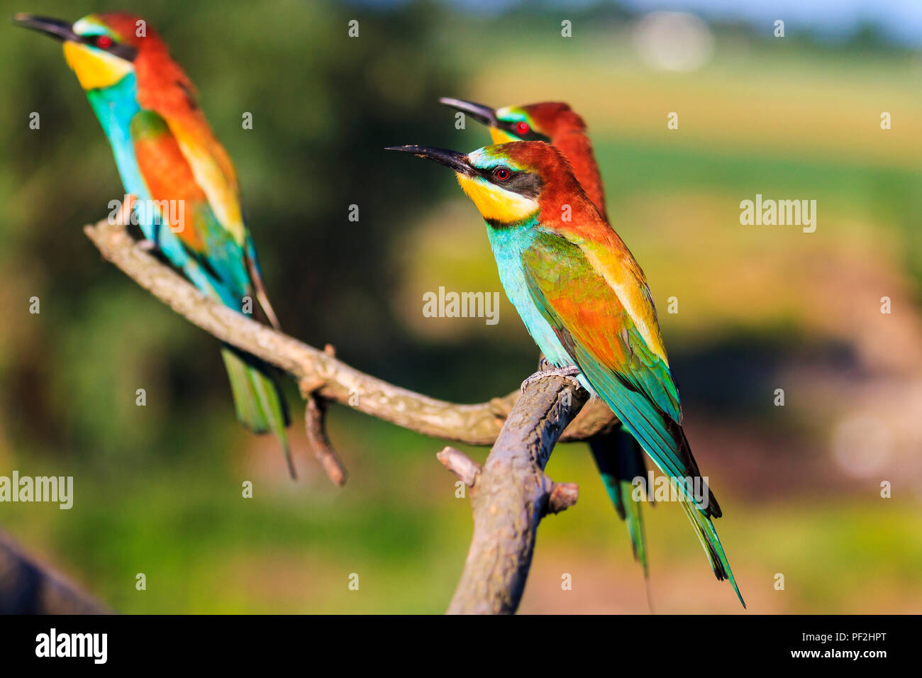 Trois oiseaux exotiques sont assis sur les branches Banque D'Images