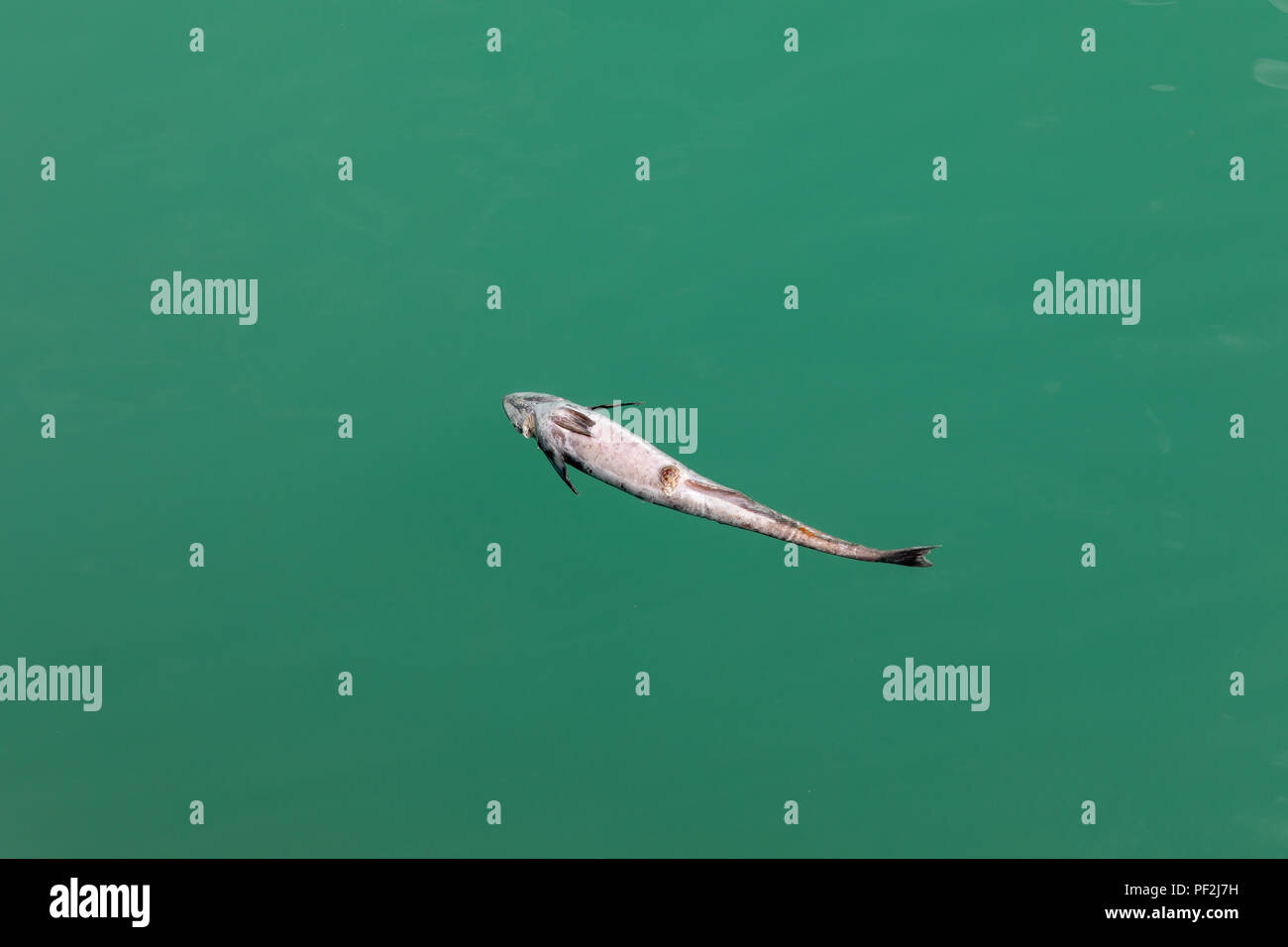 Les poissons morts flottant dans le port. Ginowan, Okinawa, Japon Banque D'Images