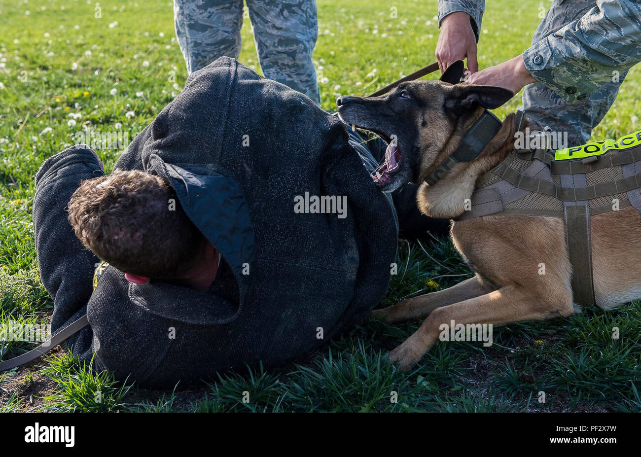 Les forces de sécurité, Vvass 366chien de travail militaire, les éviers dans les dents à l'arrière d'un cambrioleur de novembre 2015 à Mountain Home Air Force Base, Texas. Malgré sa nature féroce parfois au travail, Vvass a été un favori dans le chenil de l'ESF, décrit comme "le dingo chien.' (U.S. Photo de l'Armée de l'air par la Haute Airman Connor J. Marth/libérés) Banque D'Images