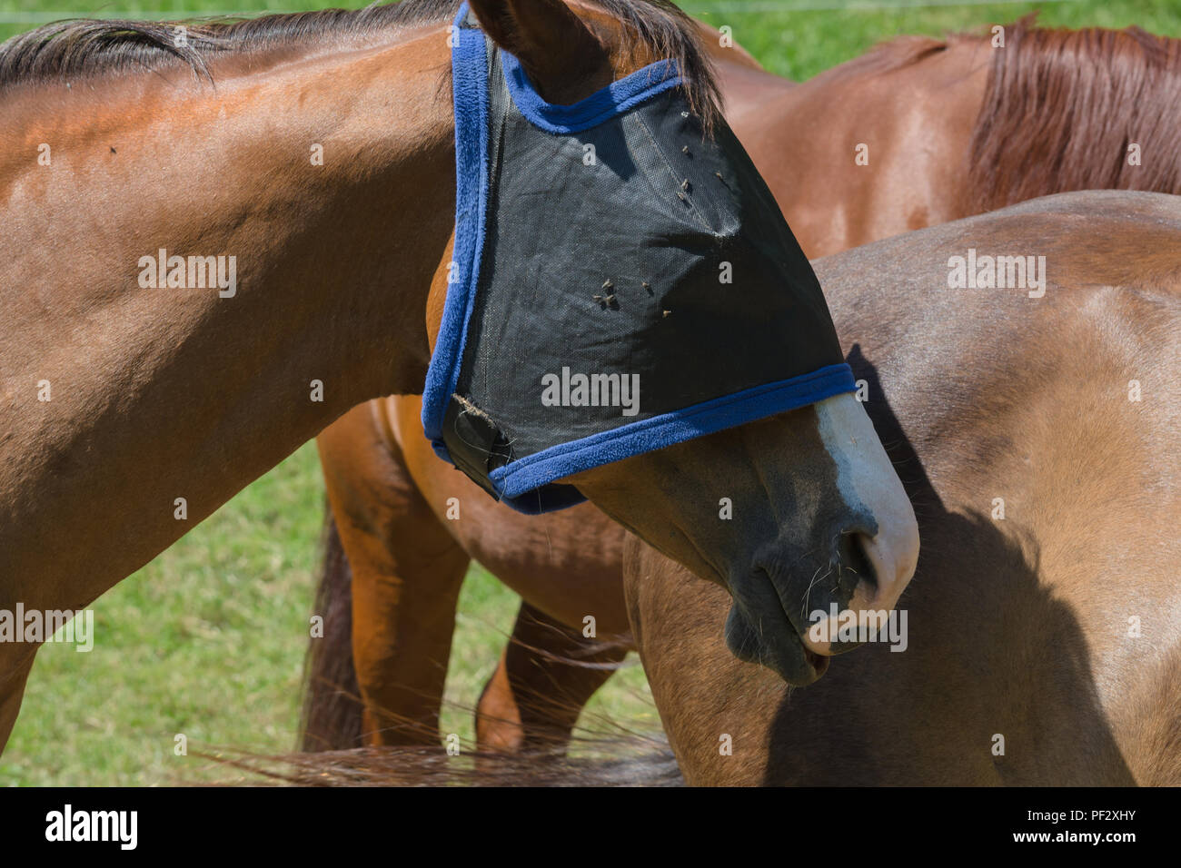 Mesure D'insecte Banque d'image et photos - Alamy