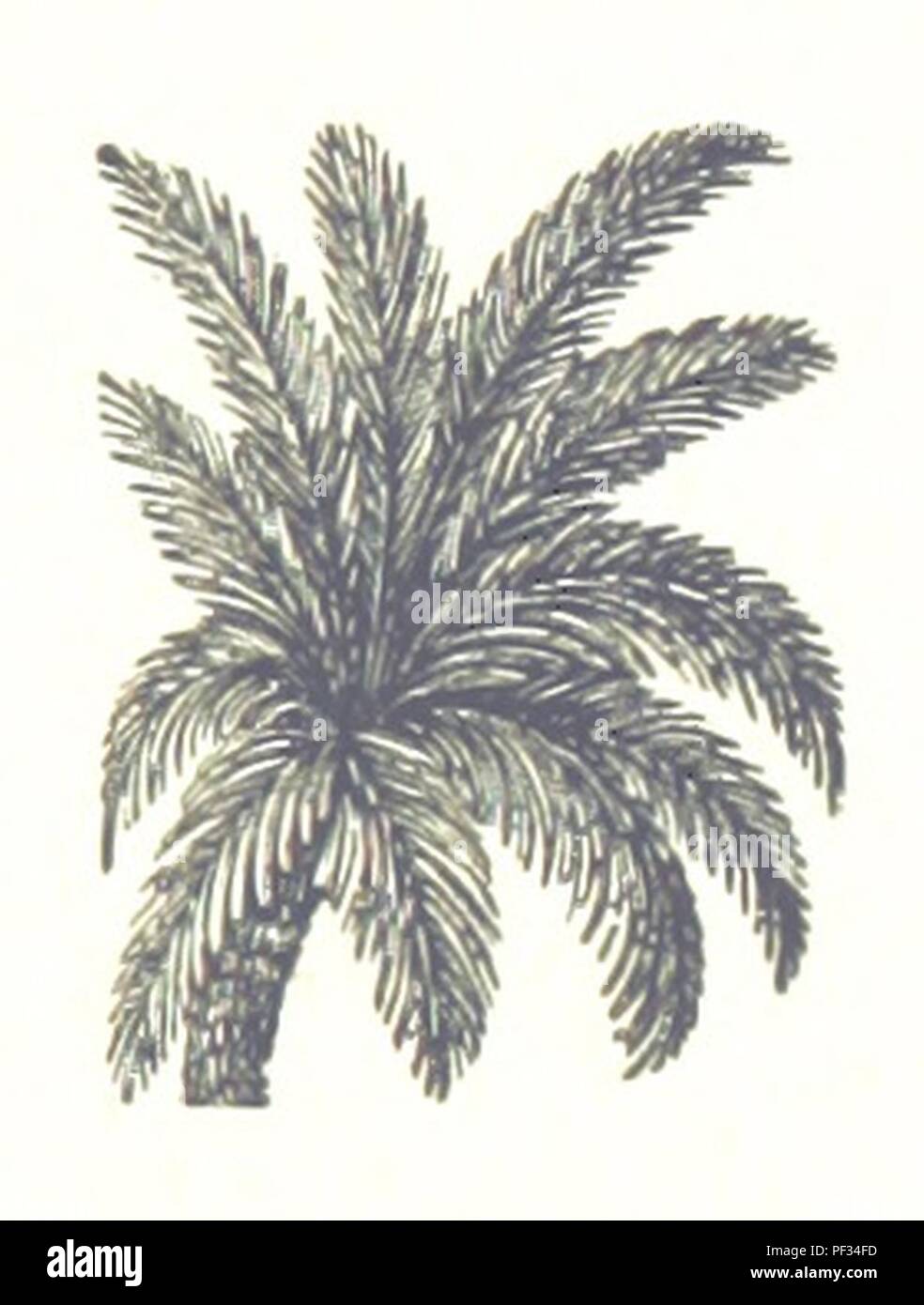 Libre à partir de la page 117 de 'Souvenirs du Second Empire ; ou les derniers jours de la cour de Napoléon. [Traduit de l'anglais.]' . Banque D'Images
